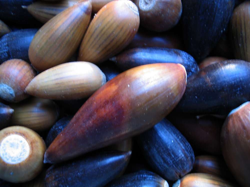 black blue and live oak acorns