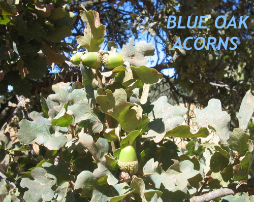 blue oak acorns